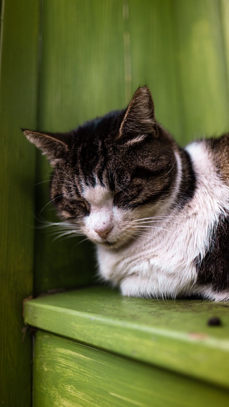 Barleben: Katze mit Luftgewehr angeschossen und schwer verletzt