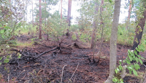 Brandstiftung bei Genthin: Zwei Waldbrände am selben Tag