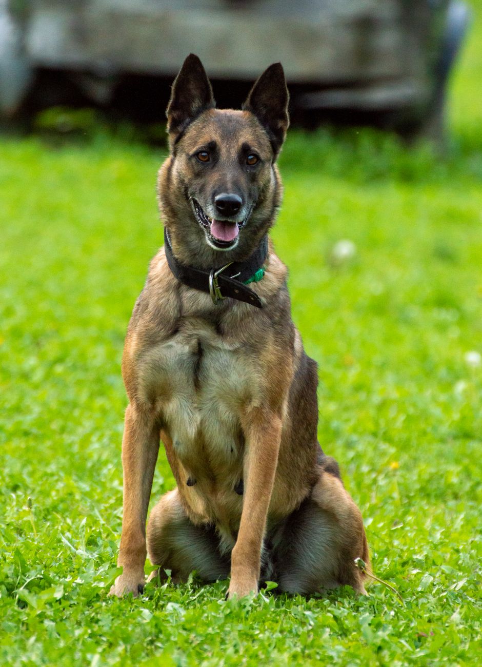 dog sitting on grass