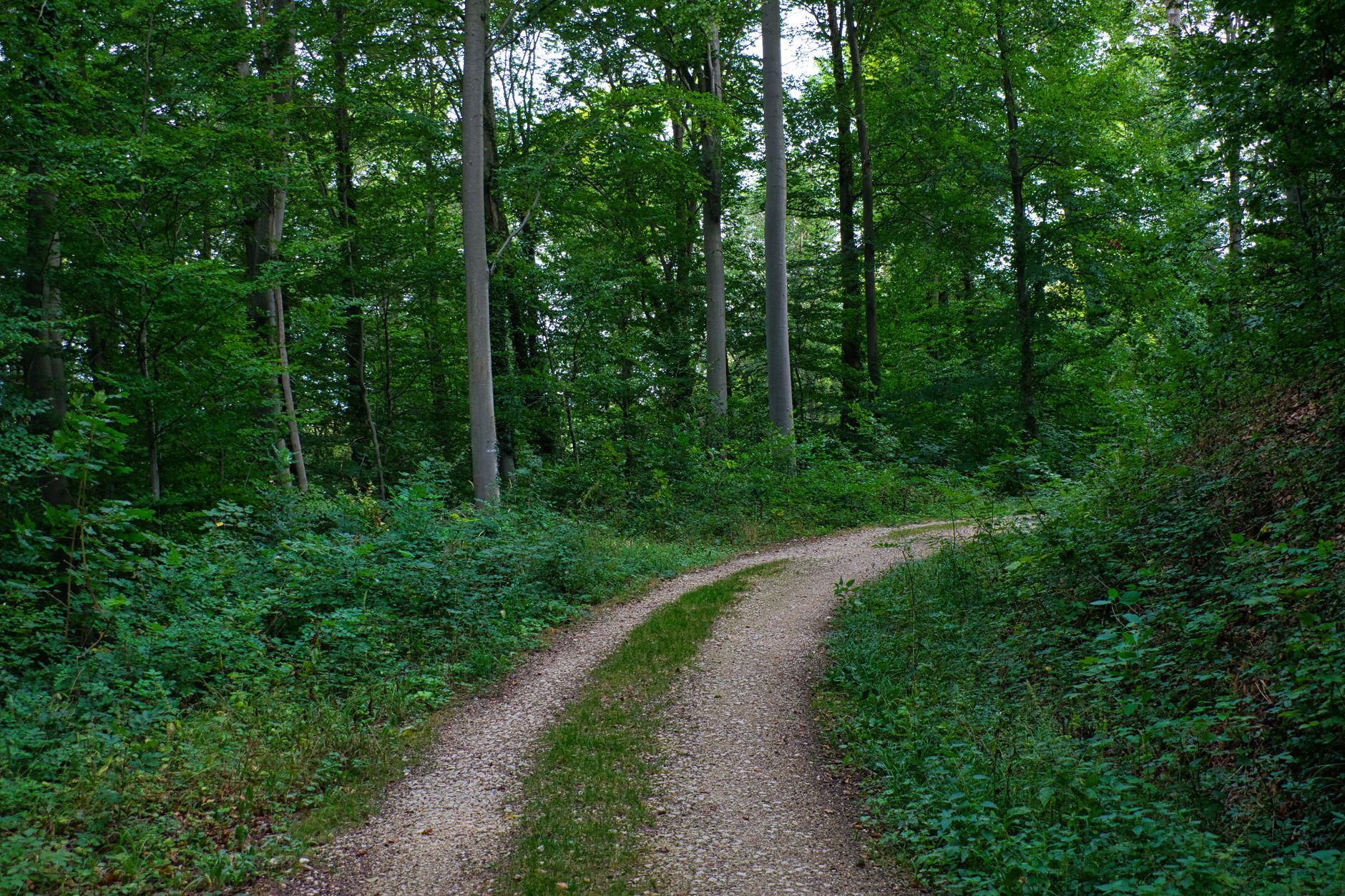 a peaceful green landscape unfolds with lush grass dotted by wildflowers and tall trees swaying gently in the breeze a rugged gravel path winds through the scene its uneven stones crunc