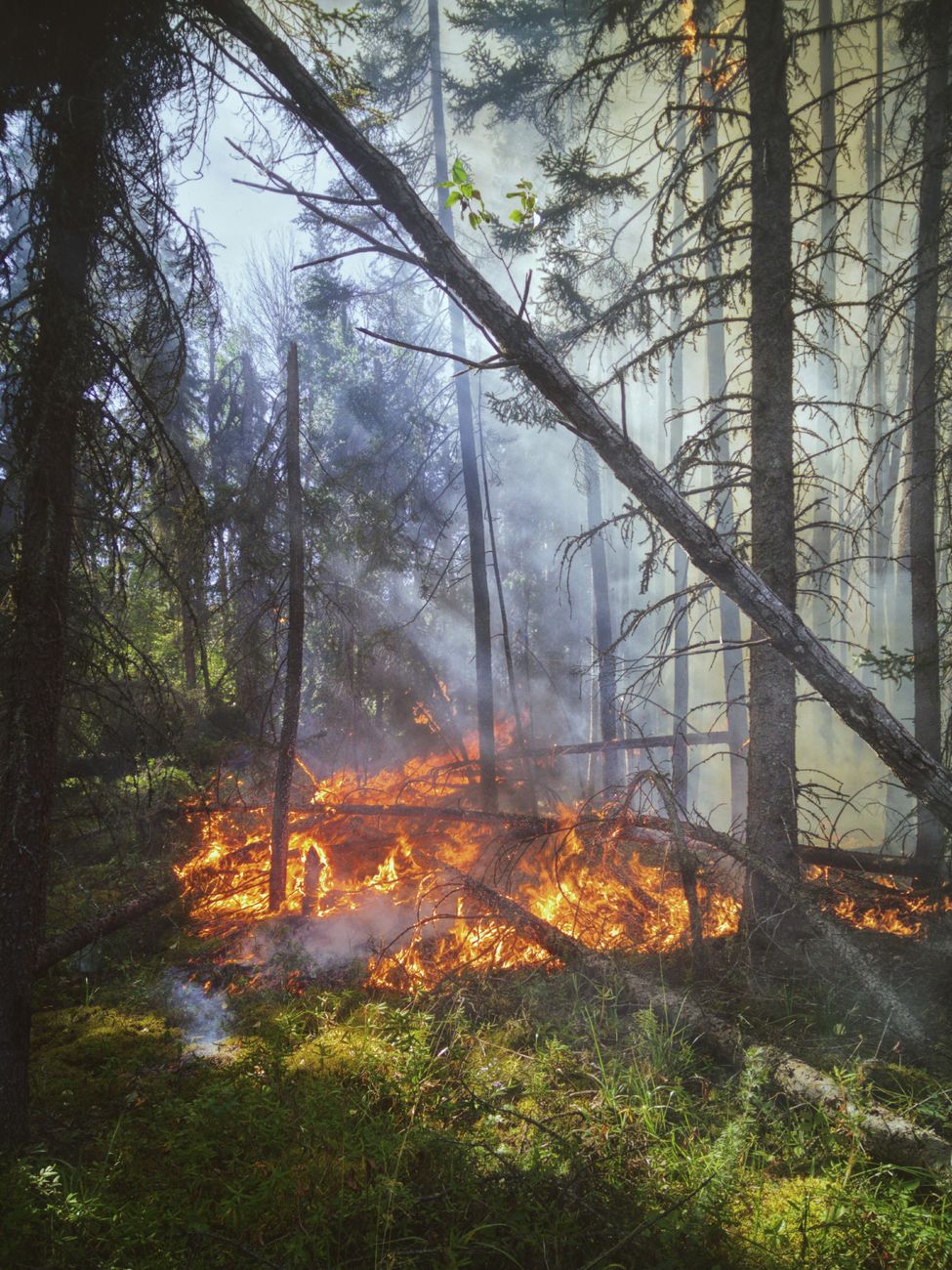 blazing fire in the forest