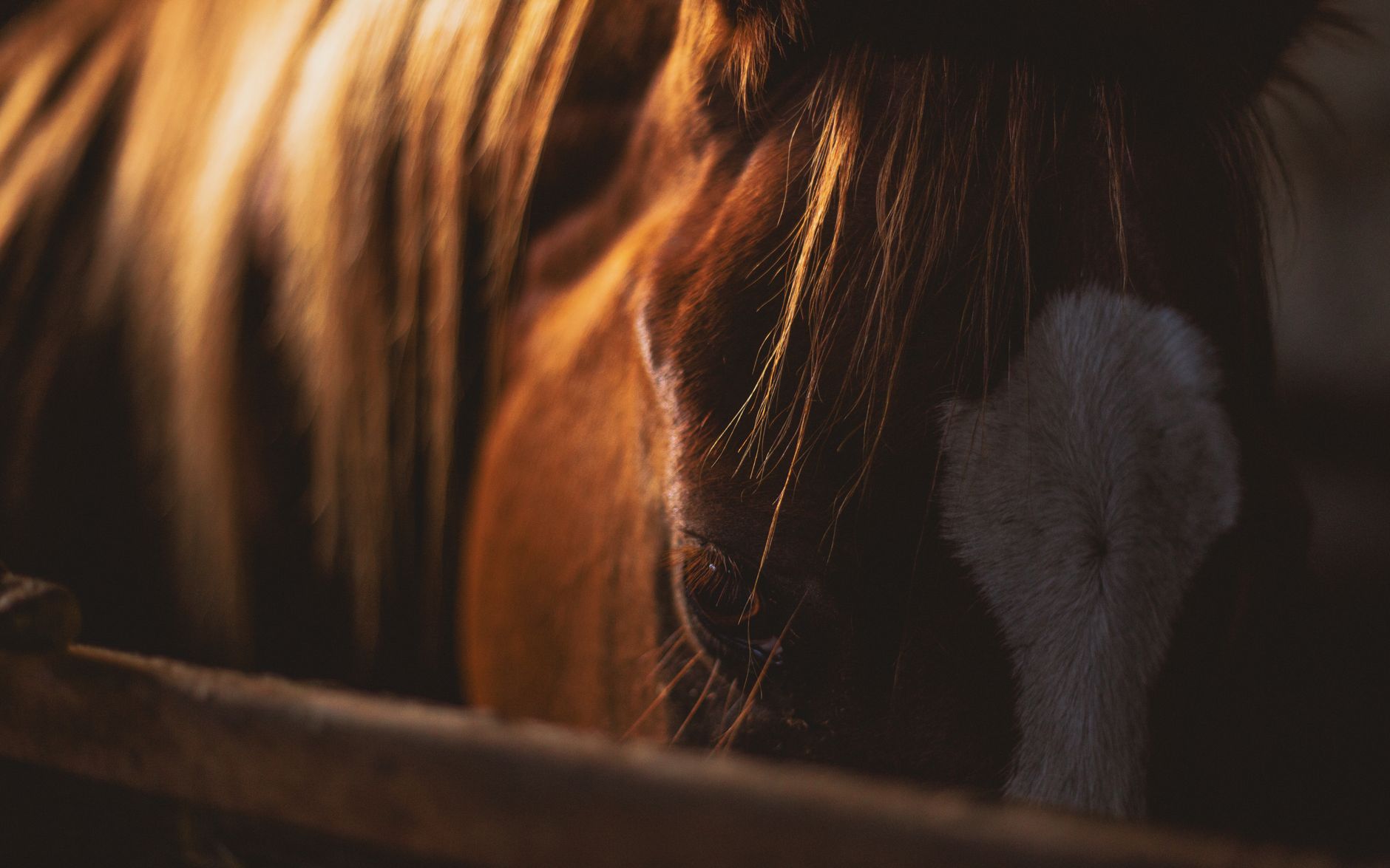 brown and white horse