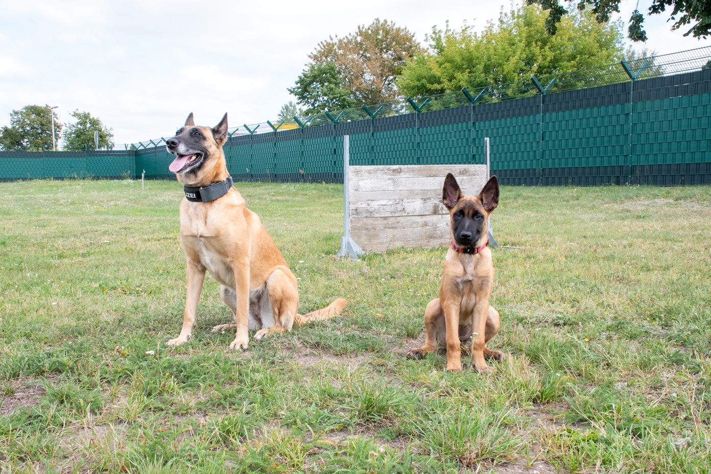 Süße Verstärkung: Welpe Maze ist Stendals Polizeihund