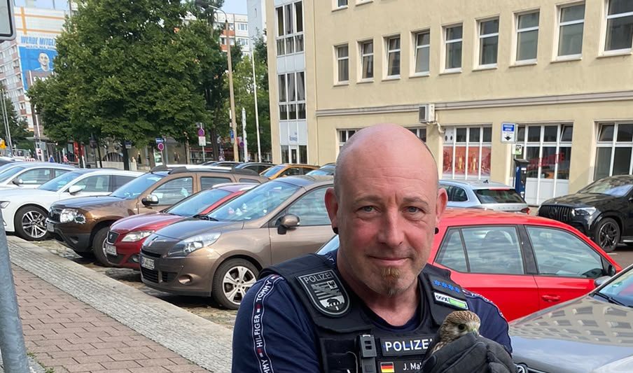 Polizei rettet hilflosen Turmfalken in Magdeburg