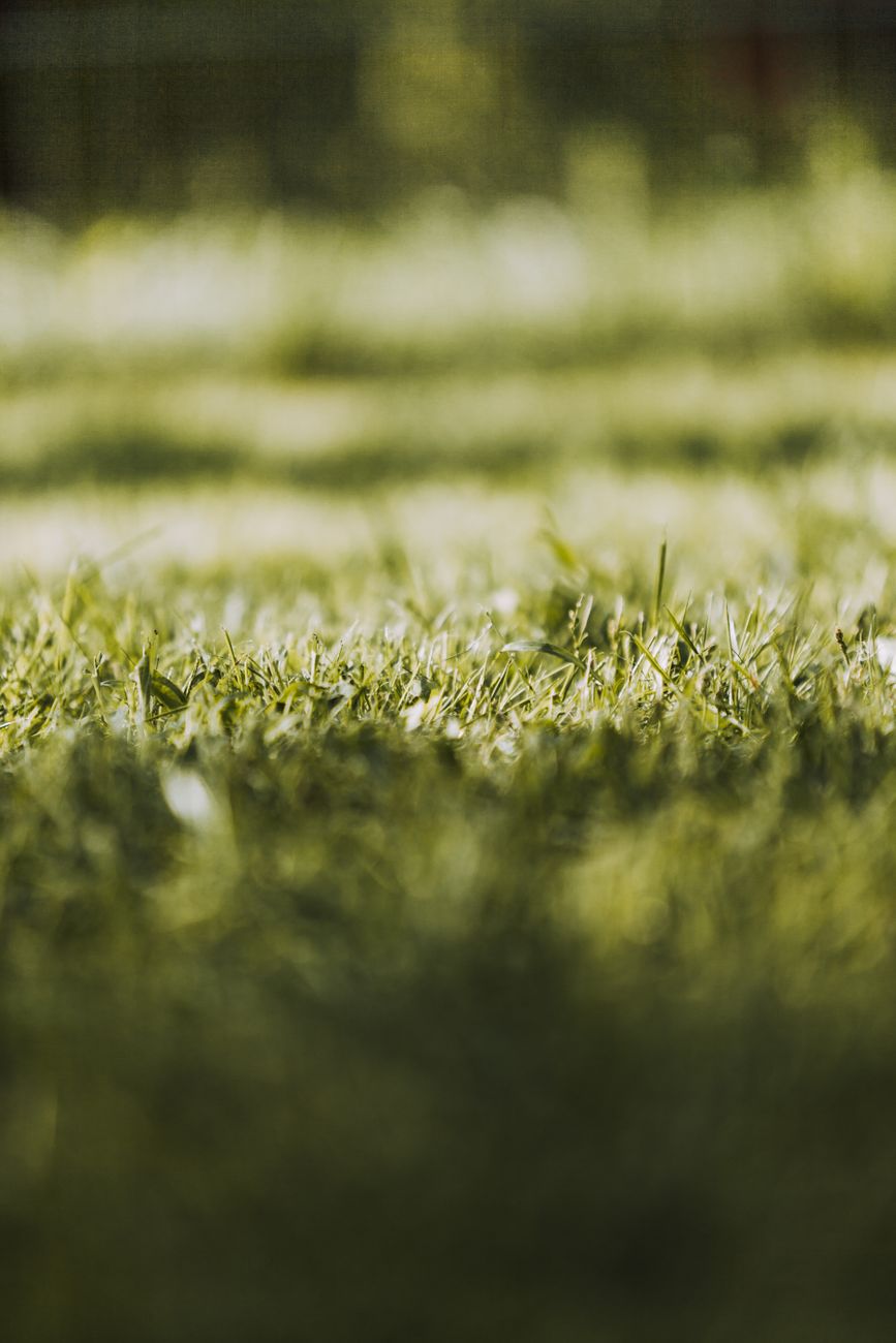 close up shot of a grassy field