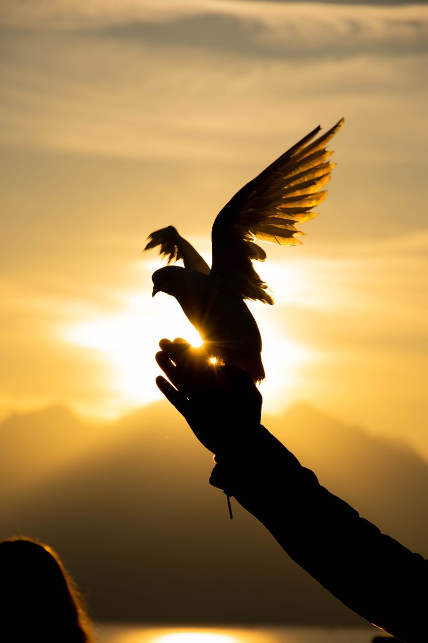 silhouette of pigeon on hand against sunlight