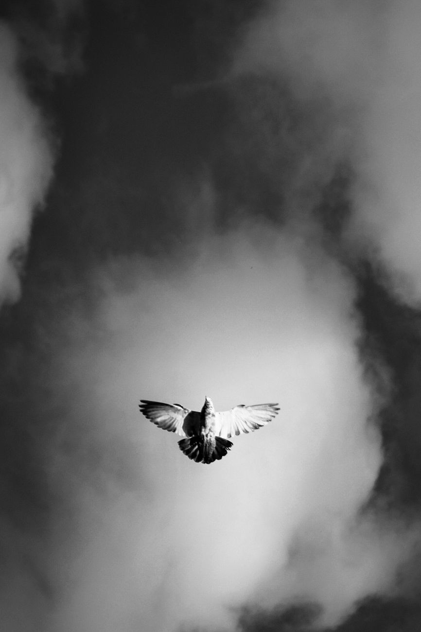 a bird in the sky