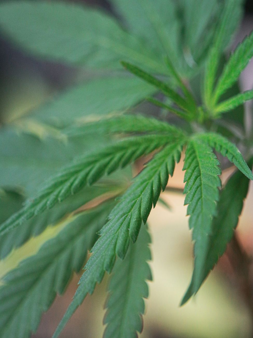 hemp of lucky