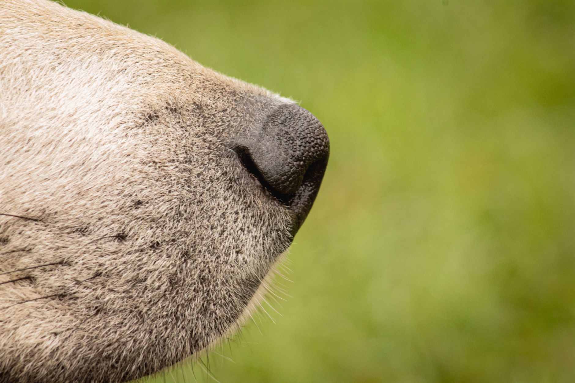 close up of a dog nose with blurred green background